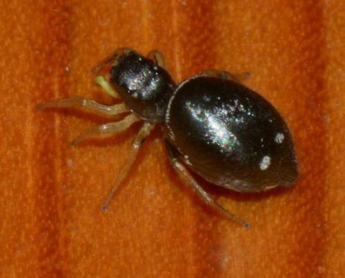 Heliophanus cupreus